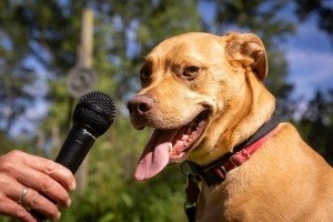 KI übersetzt Bellen von Hunden in Echtzeit